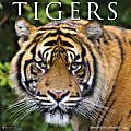 2026 Willow Creek Press Animals Monthly Wall Calendar, 12" x 12", Tigers, January To December, 52969 1 thumbnail image