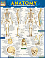 QuickStudy Guide, Anatomy 1 1 thumbnail image