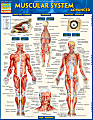 QuickStudy Guide, Medical Terminology: The Body 1 thumbnail image