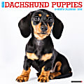 2026 Willow Creek Press Animals Monthly Wall Calendar, 12" x 12", Dachshund Puppies, January To December, 50927 1 thumbnail image