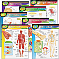 Trend® Learning Chart Pack, The Human Body 1 thumbnail image