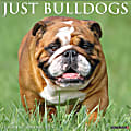 Willow Creek Press Animals Monthly Wall Calendar, 12" x 12", Just Bulldogs, January to December 2022, 17197