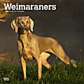 2024 Brown Trout Monthly Square Wall Calendar, 12" x 12", Weimaraners, January To December 1 thumbnail image
