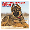 Willow Creek Press Animals Monthly Wall Calendar, 12" x 12", German Shepherd Puppies, January To December 2020 1 thumbnail image