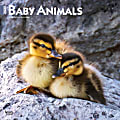 2025 BrownTrout Baby Animals Monthly Plastic-Free Square Wall Calendar, 12" x 12", Domesticated Animals, January to December 2025, 9781975476564 1 thumbnail image