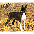 2024 BrownTrout Monthly Deluxe Wall Calendar, 14" x 12", For the Love of Boxers, January to December
