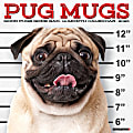 2025 Willow Creek Press Monthly Wall Calendar, 12" x 12", Pug Mugs, January 2025 to December 2025, 44551 1 thumbnail image
