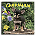 2024 Brown Trout Monthly Square Wall Calendar, 12" x 12", Chihuahua Puppies, January To December 1 thumbnail image