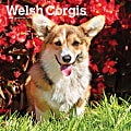 Brown Trout Animal Monthly Wall Calendar, 12” x 12”, Corgis, January To December 2022 1 thumbnail image