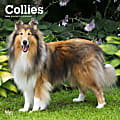 2024 Brown Trout Monthly Square Wall Calendar, 12" x 12", Collies, January To December