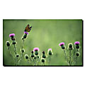 Trademark Global Monarch Thistles Gallery-Wrapped Canvas Print By Kurt Shaffer, 18"H x 24"W