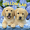 2024 Brown Trout Monthly Square Wall Calendar, 12" x 12", Yellow Labrador Retriever Puppies, January To December 1 thumbnail image