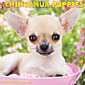 Willow Creek Press Animals Monthly Wall Calendar, 12" x 12", Just Chihuahua Puppies, January to December 2022, 17418 1 thumbnail image