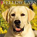 2024 Willow Creek Press Animals Monthly Wall Calendar, 12" x 12", Just Yellow Labs, January To December