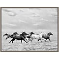 Amanti Art Horse Run I by PHBurchett Framed Canvas Wall Art Print, 24" x 18", Graywash
