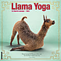 2024 Willow Creek Press Animals Monthly Wall Calendar, 12" x 12", Llama Yoga, January To December