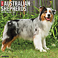 2025 Willow Creek Press Monthly Wall Calendar, 12" x 12", Australian Shepherds, January 2025 to December 2025, 41505 1 thumbnail image