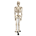 Supertek Human Skeleton Model with Key, 34" 1 thumbnail image