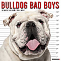 2024 Willow Creek Press Animals Monthly Wall Calendar, 12" x 12", Bulldog Bad Boys, January To December