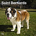 2024 Brown Trout Monthly Square Wall Calendar, 12" x 12", Saint Bernards, January To December