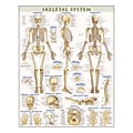 QuickStudy Human Anatomical Poster, English, Skeletal System, 28" x 22" 1 thumbnail image