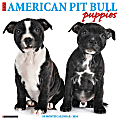 2024 Willow Creek Press Animals Monthly Wall Calendar, 12" x 12", Just American Pit Bull Terrier Puppies, January To December