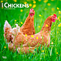 2025 BrownTrout Chickens Monthly Plastic-Free Square Wall Calendar, 12" x 12", Domesticated Animals, January to December 2025, 9781975476830 1 thumbnail image