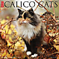 2024 Willow Creek Press Animals Monthly Wall Calendar, 12" x 12", Just Calico Cats, January To December