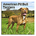 2024 Brown Trout Monthly Square Wall Calendar, 12" x 12", American Pit Bull Terriers, January To December 1 thumbnail image