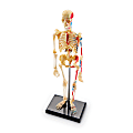 Learning Resources Human Skeleton Model, Grade 3 - Grade 9