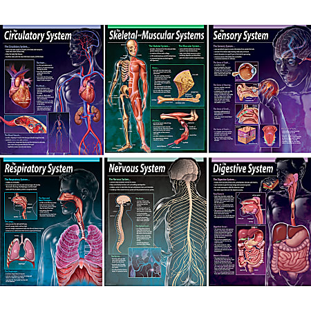 Creative Teaching Press® Human Body Charts, Grades 5-8, Pack Of 6