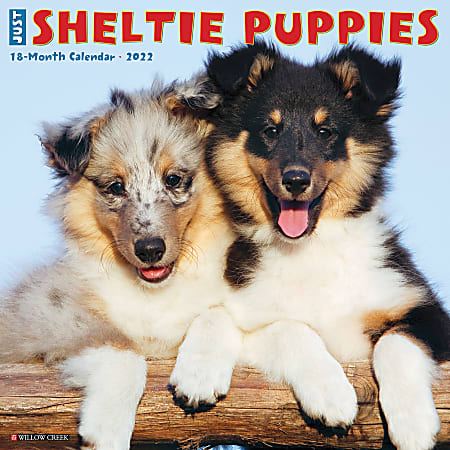 Willow Creek Press Animals Monthly Wall Calendar, 12" x 12", Just Sheltie Puppies, January to December 2022, 19573