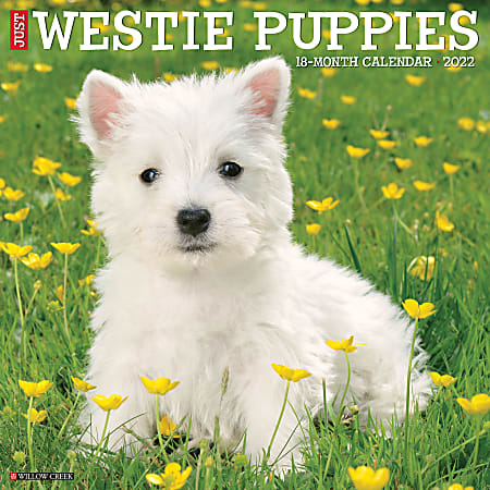 Willow Creek Press Animals Monthly Wall Calendar, 12" x 12", Just Westie Puppies, January to December 2022, 20005
