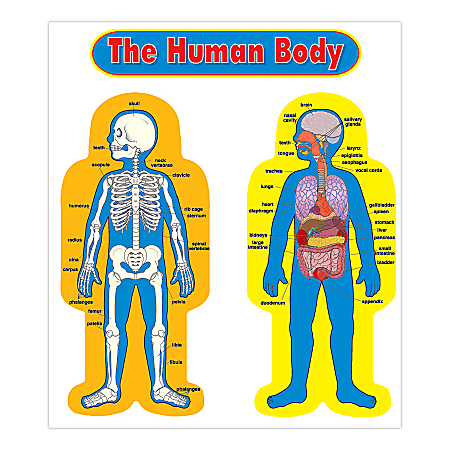 Carson-Dellosa Curriculum Bulletin Board Set — Child-Size Human Body