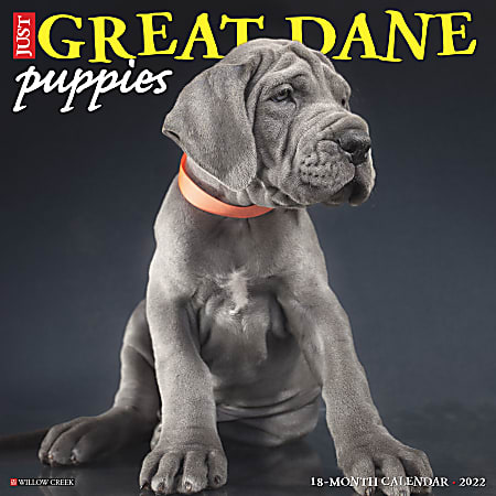 Willow Creek Press Animals Monthly Wall Calendar, 12" x 12", Just Great Dane Puppies, January to December 2022, 18170