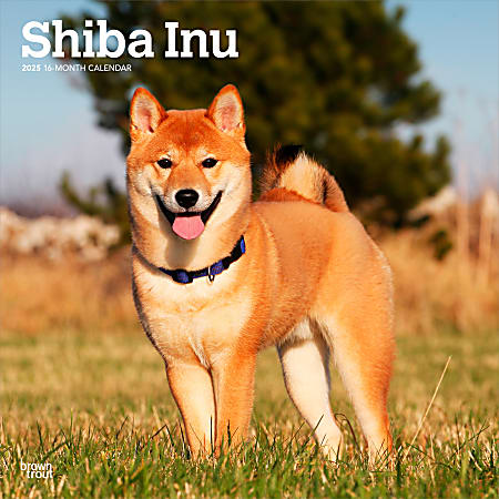 2025 BrownTrout Shiba Inu Monthly Plastic-Free Square Wall Calendar, 12" x 12", Dog Breeds, January to December 2025, 9781975477738
