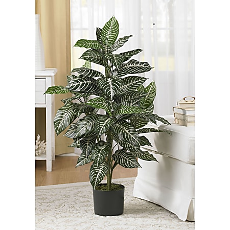 monstera borsigiana albo variegata Monstera borsigiana albo variegated main image 1