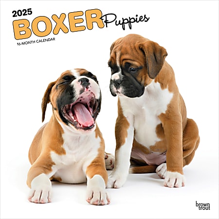 2025 BrownTrout Boxer Puppies Monthly Plastic-Free Square Wall Calendar, 12" x 12", Dog Breeds, January to December 2025, 9781975476717