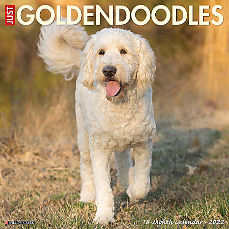 Willow Creek Press Animals Monthly Wall Calendar, 12" x 12", Just Goldendoodles, January to December 2022, 18125