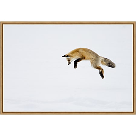 Amanti Art Red Fox in Snow by Deborah Winchester Framed Canvas Wall Art Print, 23" x 16", Maple