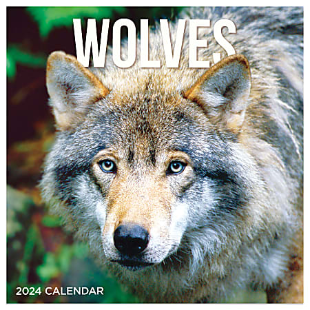 2024 TF Publishing Animals Monthly Mini Wall Calendar, 7” x 7”, Wolves, January To December