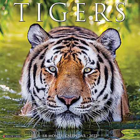 Willow Creek Press Animals Monthly Wall Calendar, 12" x 12", Tigers, January to December 2022, 19825