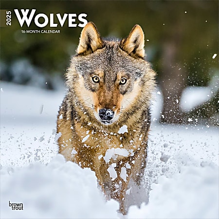 2025 BrownTrout Wolves Monthly Plastic-Free Square Wall Calendar, 12" x 12", Wildlife, January to December 2025, 9781975475963