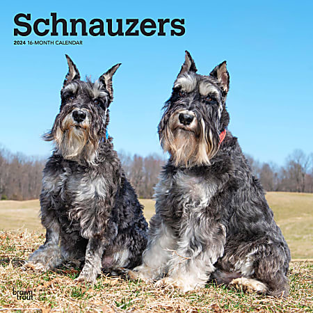 2024 BrownTrout Monthly Square Wall Calendar, 12" x 12", Schnauzers, January to December