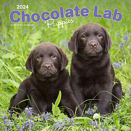 2024 BrownTrout Monthly Square Wall Calendar, 12" x 12", Chocolate Labrador Retriever, January to December