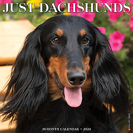 2024 Willow Creek Press Animals Monthly Wall Calendar, 12" x 12", Just Dachshunds, January To December