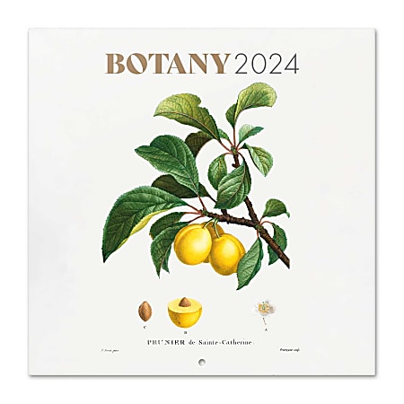 2024 TF Publishing Bilingual Monthly Wall Calendar, 12" x 12", Botany, January To December