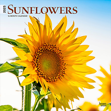 2025 BrownTrout Sunflowers Monthly Plastic-Free Square Wall Calendar, 12" x 12", Home and Garden, January to December 2025, 9781975477837