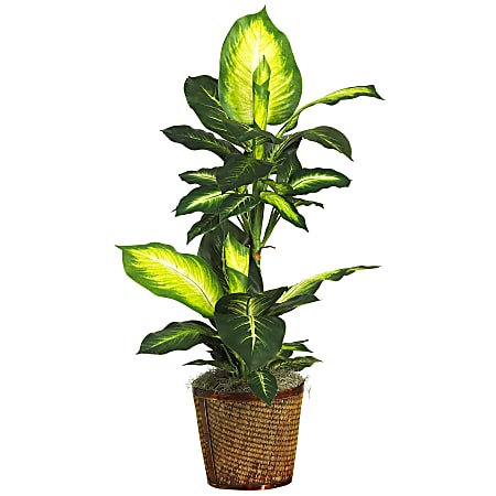 Nearly Natural Golden Dieffenbachia 21”H Silk Plant With Basket, 21”H x 42”W x 22”D, Green