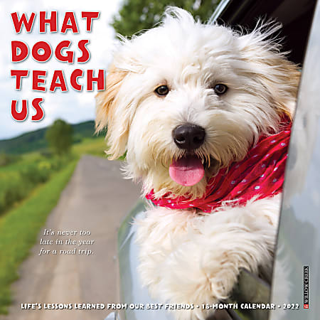 Willow Creek Press Monthly Mini Wall Calendar, 7" x 7", What Dogs Teach Us, January To December 2022